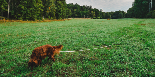 Decompression walks: what they are & how to start