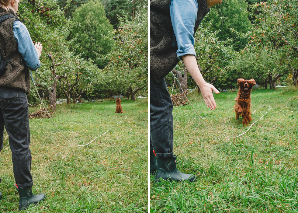 Field Leash | 10 meters