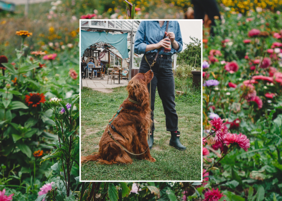 Multi Leash | 4-in-1