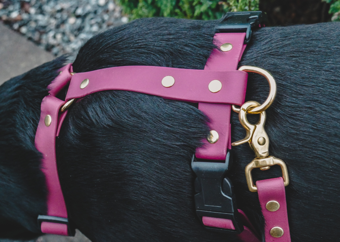 The Everydog Harness