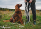 Field Leash | 10 meters