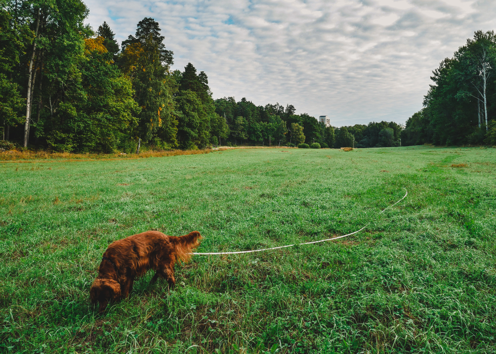 Field Leash (10 meters)