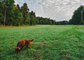 Field Leash | 10 meters