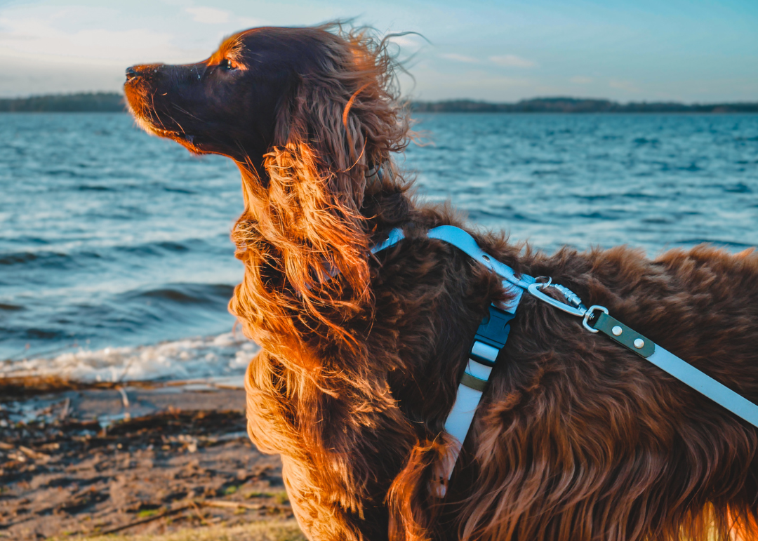 The Everydog Harness