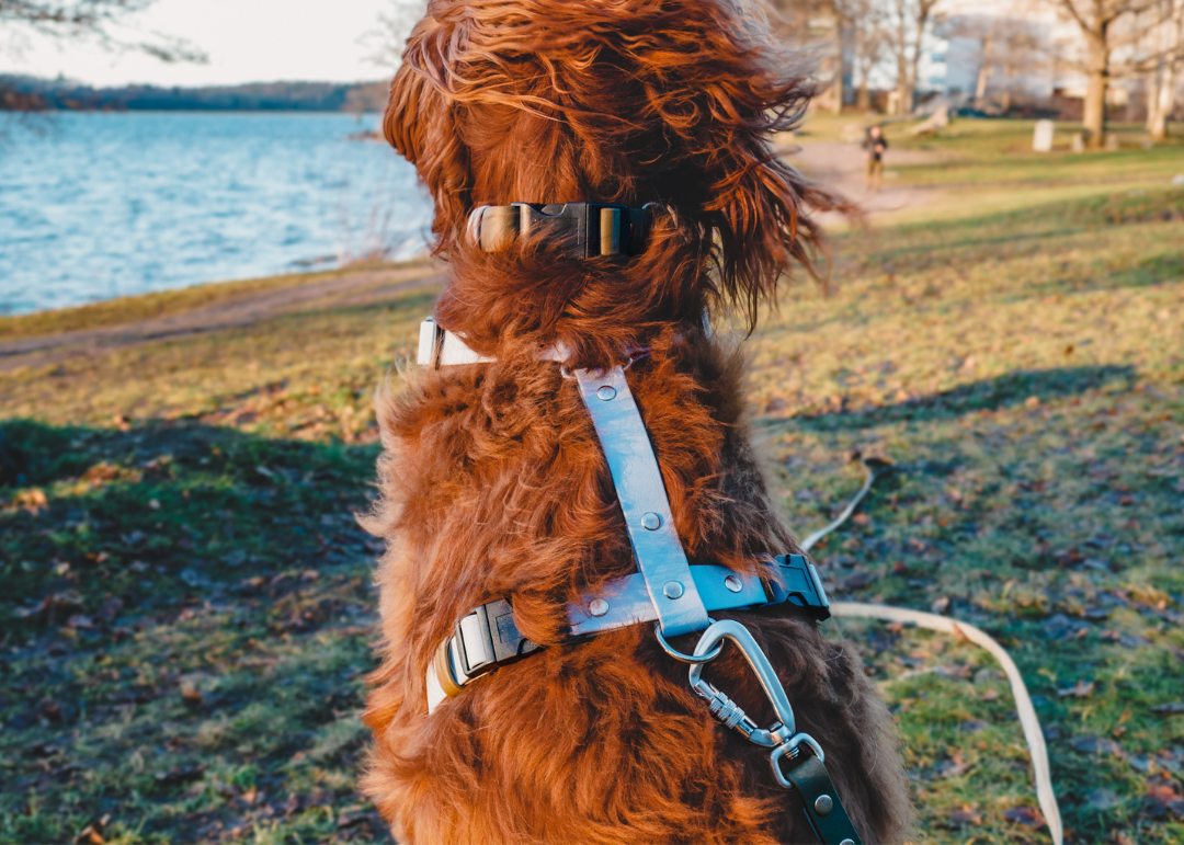 The Everydog Harness