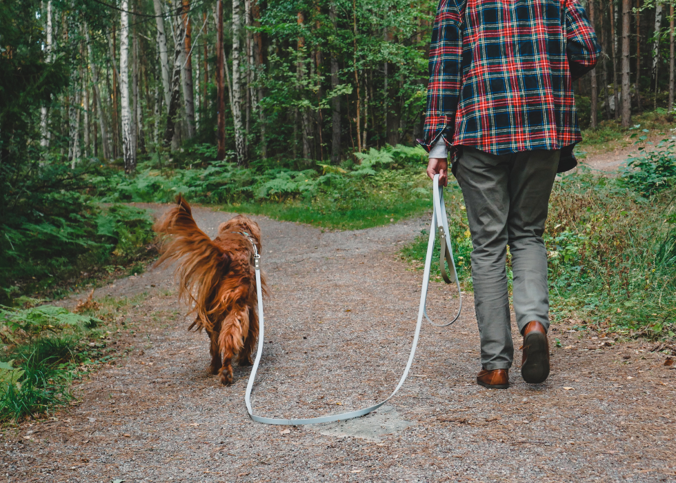 Trail Leash (5 meters)