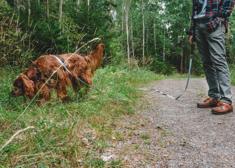 Trail Leash (5 meters)