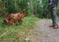 Trail Leash | 5 meters