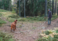 Trail Leash | 5 meters
