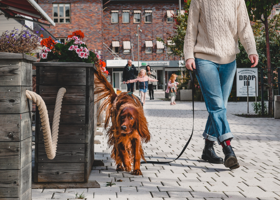 City Leash (2 meters)