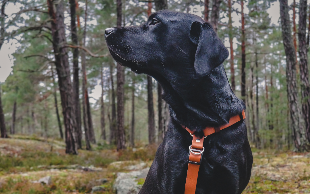 The Everydog Harness