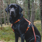 The Everydog Harness