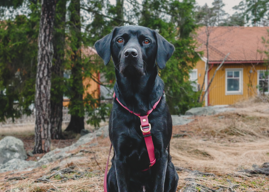 The Everydog Harness