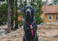 The Everydog Harness