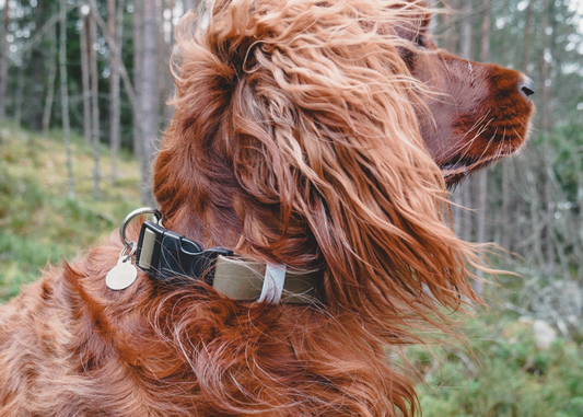Adjustable Collar