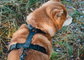 The Everydog Harness