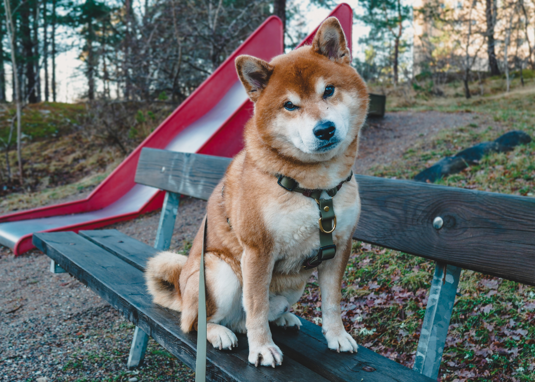 The Everydog Harness