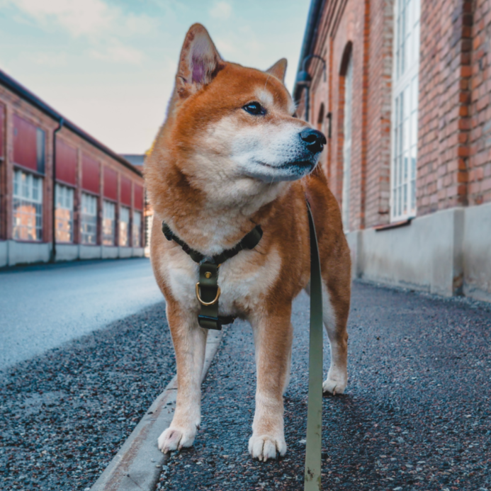 The Everydog Harness