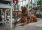 Multi Leash | 4-in-1