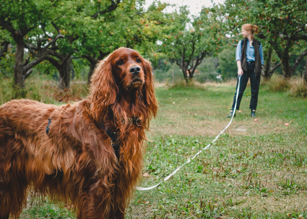 Field Leash (10 meters)