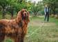 Field Leash | 10 meters